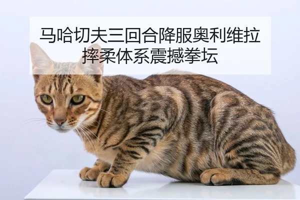 ma-ha-qie-fu-san-hui-he-xiang-fu-ao-li-wei-la-shuai-rou-ti-xi-zhen-han-quan-tan-2-779.jpg